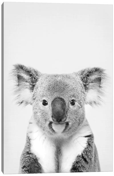 Koala Canvas Art Print - Black & White Animal Art