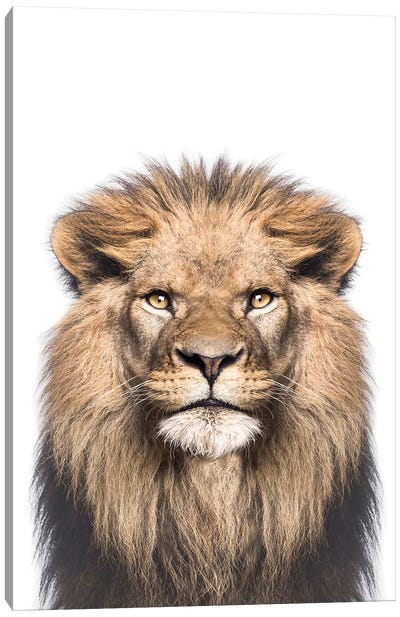 Lion Canvas Art Print - Sisi & Seb