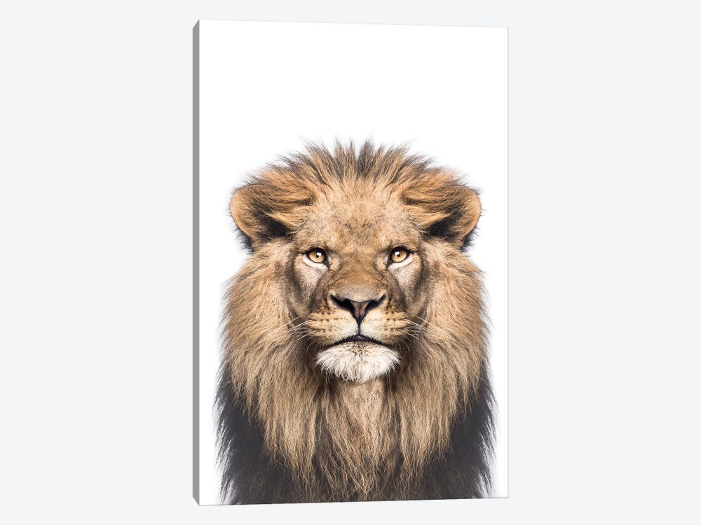 Lion by Sisi & Seb 1-piece Canvas Print