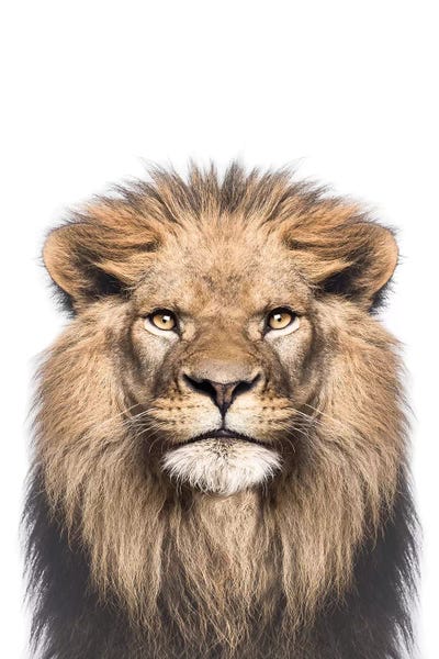 Sisi & Seb: Lion by Sisi & Seb
