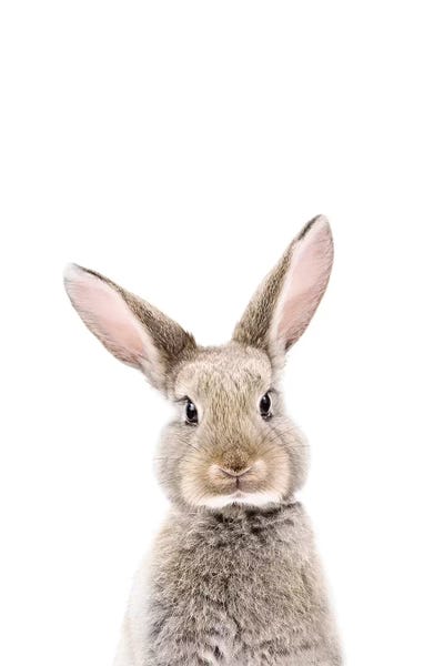 Baby Animals: Baby Bunny by Sisi & Seb