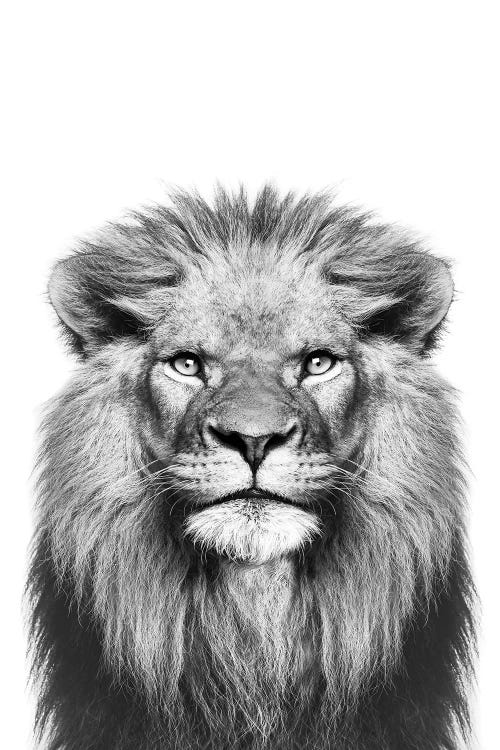 Lion In Black & White