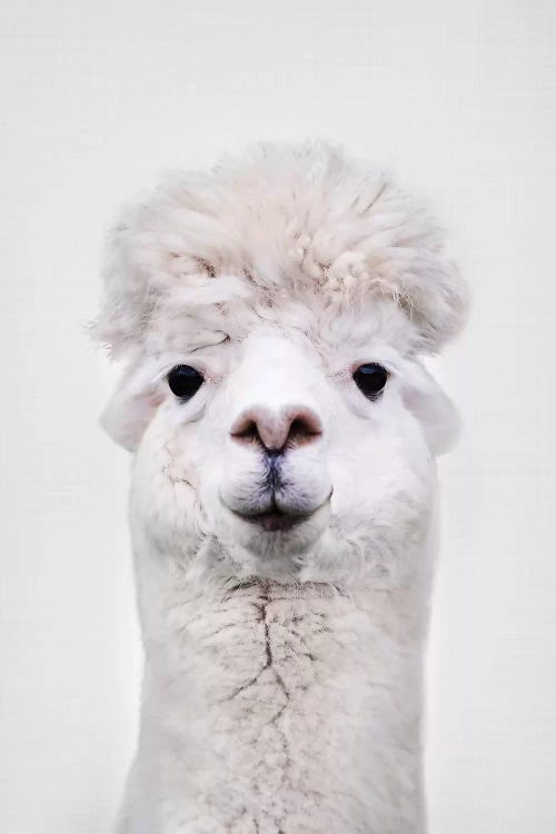 Llama