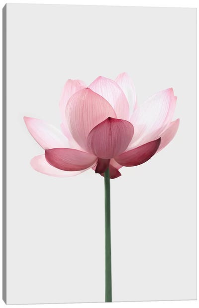 Lotus Canvas Art Print - Minimalist Flowers