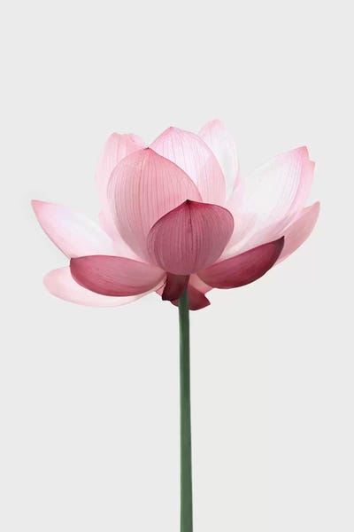 Minimalist Photography: Lotus by Sisi & Seb