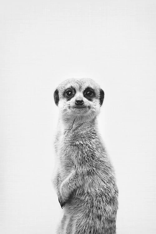 Meerkat by Sisi & Seb wall art