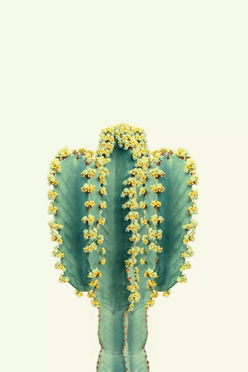 Mexican Cactus