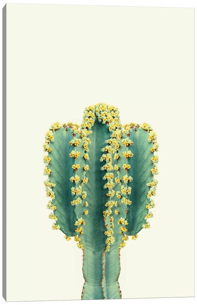 Mexican Cactus Canvas Art Print - Sisi & Seb
