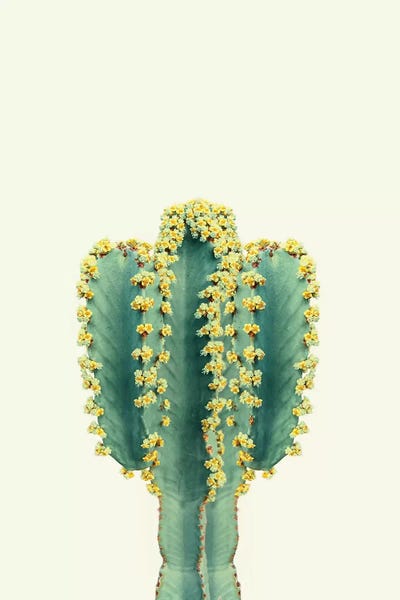 Cacti: Mexican Cactus by Sisi & Seb