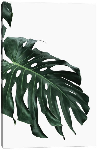 Monstera I Canvas Art Print - Tropical Leaf Art