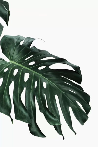 Pineapples: Monstera I by Sisi & Seb