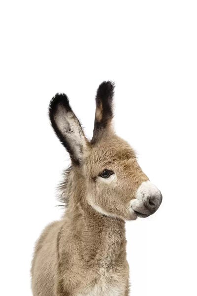 Baby Animals: Baby Donkey by Sisi & Seb