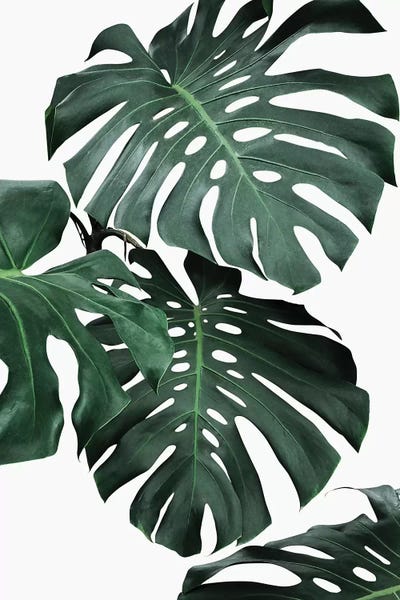 Tropical Living Room: Monstera II by Sisi & Seb