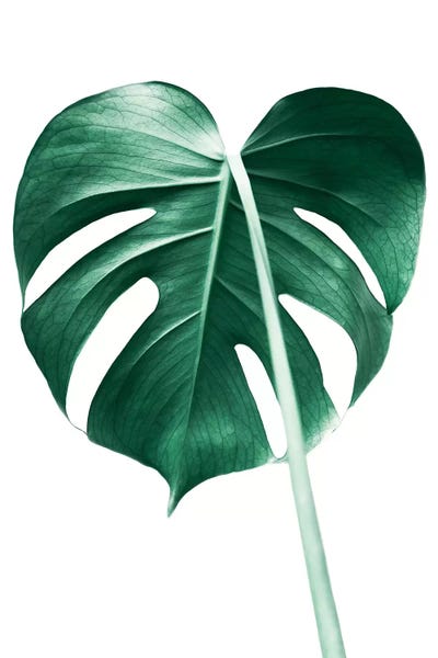 Monstera Leaf by Sisi & Seb metal wall art