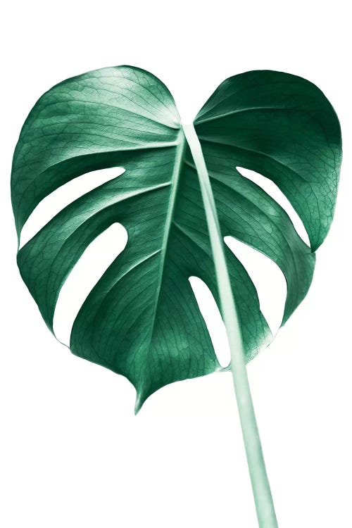 Monstera Leaf