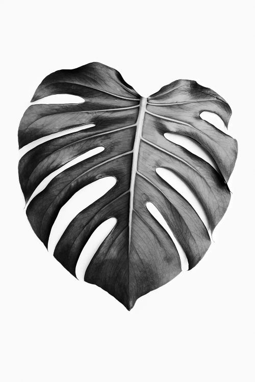 Monstera Leaf In Black & White