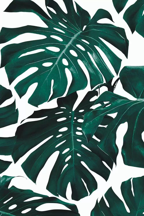 Monstera Leaf Pattern