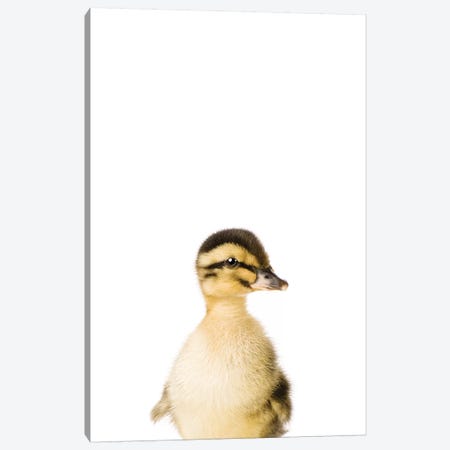 Baby Duckling Canvas Print #SSE12} by Sisi & Seb Canvas Wall Art