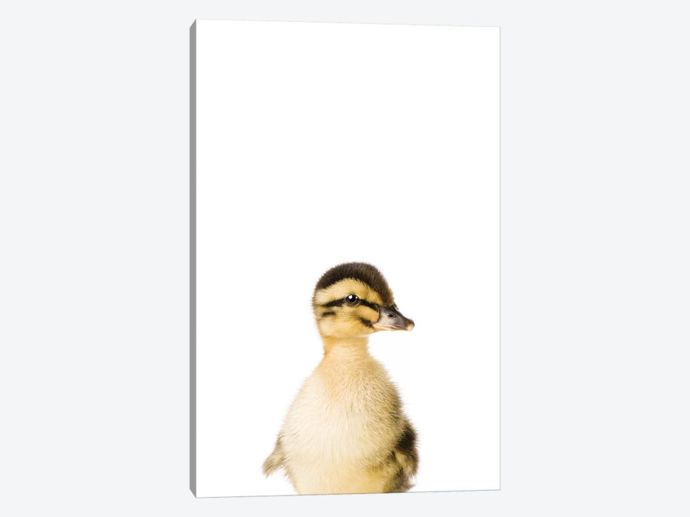 Baby Duckling by Sisi & Seb 1-piece Art Print