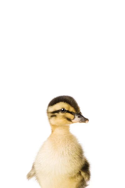 Baby Animals: Baby Duckling by Sisi & Seb