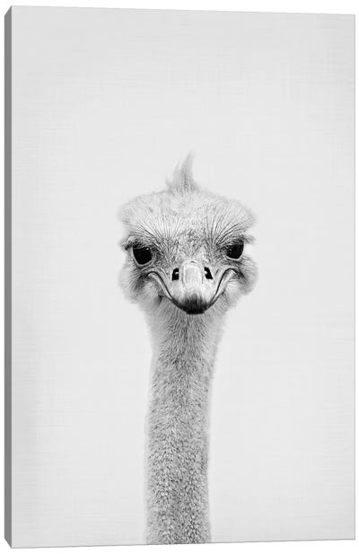 Ostrich Canvas Art Print - Black & White Animal Art
