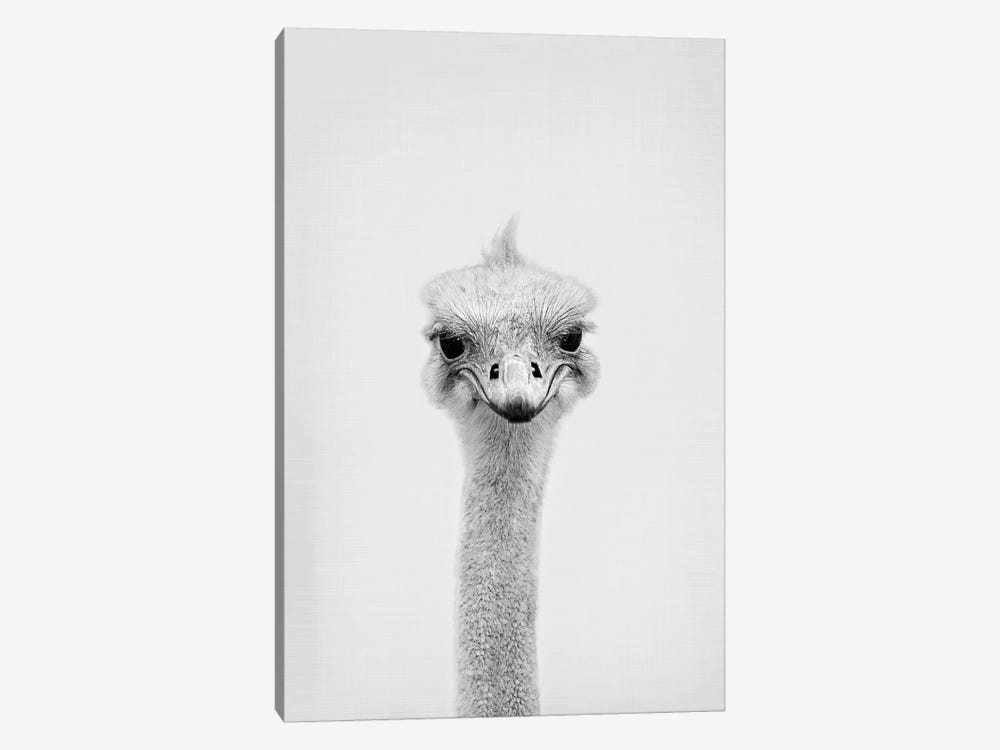 Ostrich by Sisi & Seb 1-piece Canvas Artwork