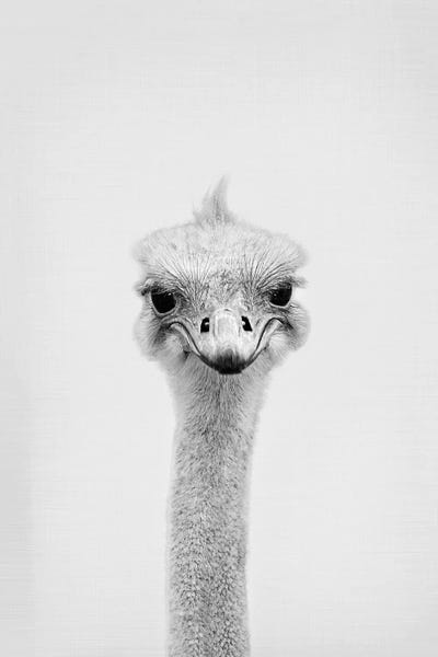 Playroom: Ostrich by Sisi & Seb