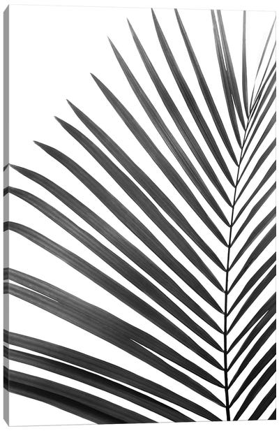 Palm Leaf In Black & White Canvas Art Print - Spa