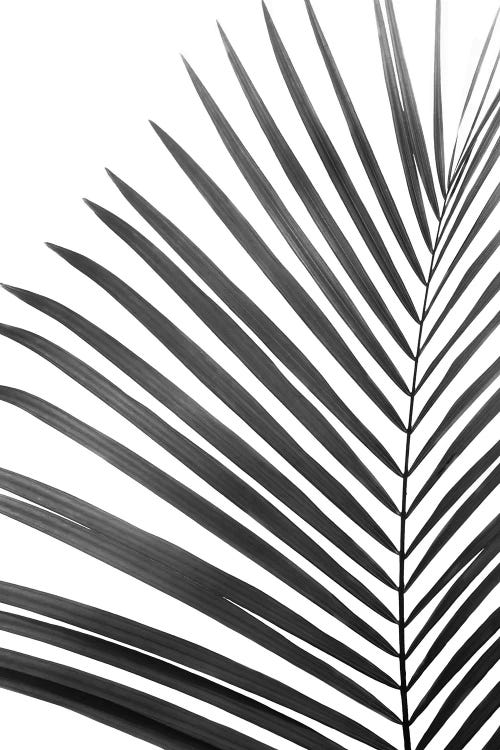 Palm Leaf In Black & White