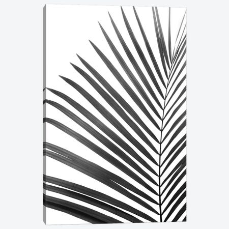 Palm Leaf In Black & White Canvas Print #SSE135} by Sisi & Seb Canvas Art Print