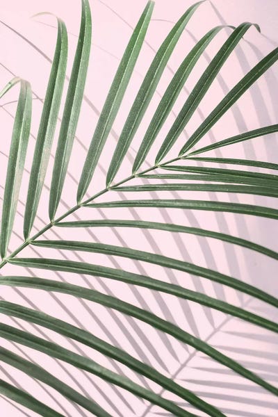 Palm Leaf Minimal by Sisi & Seb metal wall art