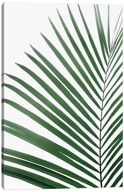 Paml Leaf Canvas Art Print - Sisi & Seb