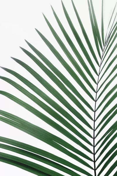 Pineapples: Paml Leaf by Sisi & Seb