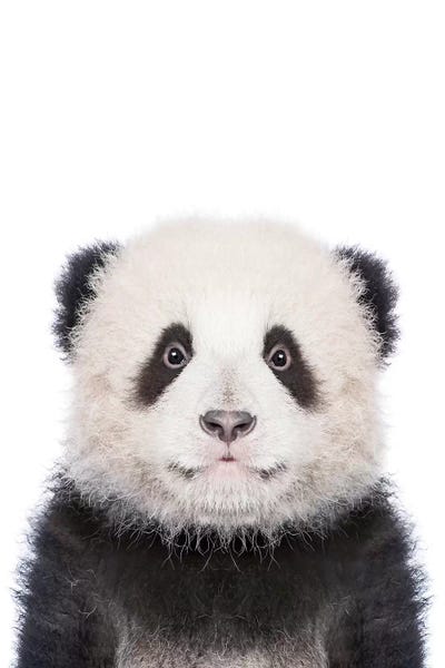 Pandas: Pands by Sisi & Seb