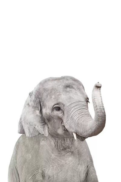 Baby Animals: Baby Elephant by Sisi & Seb