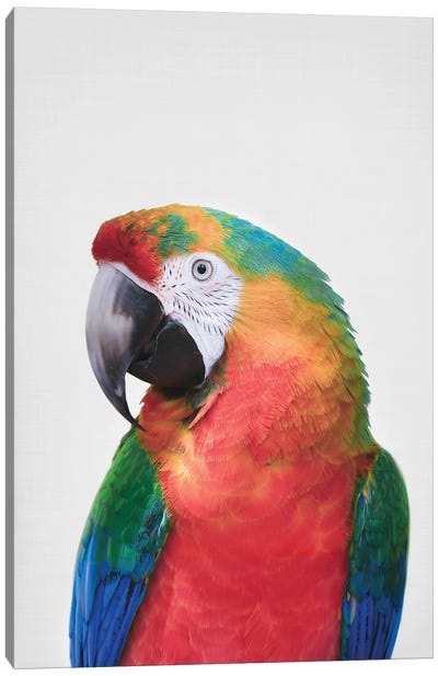 Parrot Canvas Art Print - Sisi & Seb