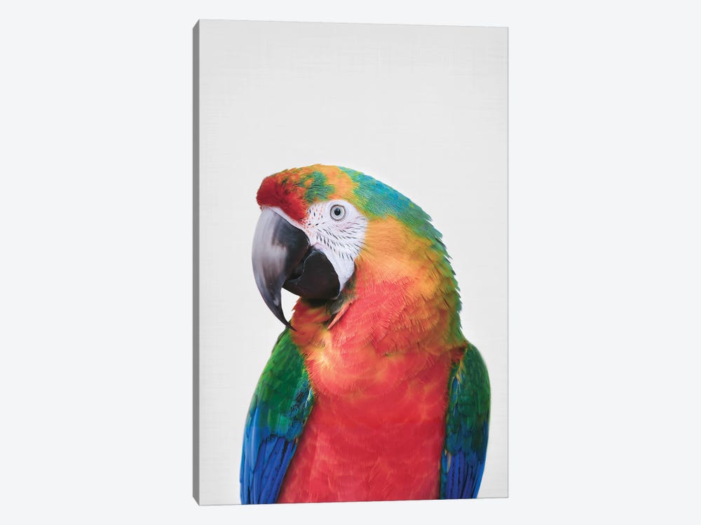 Parrot by Sisi & Seb 1-piece Canvas Art