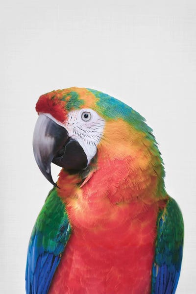 Sisi & Seb: Parrot by Sisi & Seb