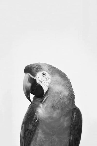 Parrot In Black & White by Sisi & Seb metal wall art
