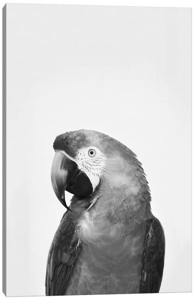 Parrot In Black & White Canvas Art Print - Sisi & Seb