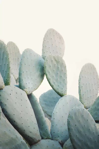 Cacti: Pastel Cactus by Sisi & Seb
