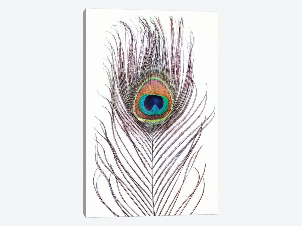 Peacock Feather by Sisi & Seb 1-piece Canvas Artwork