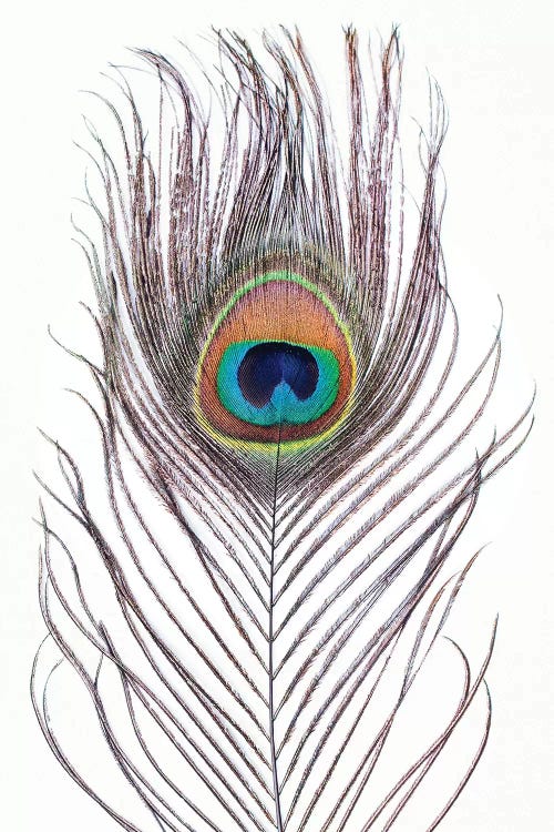 Peacock Feather