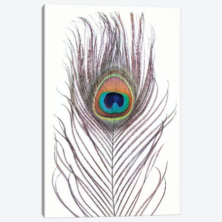Peacock Feather Canvas Print #SSE144} by Sisi & Seb Canvas Art