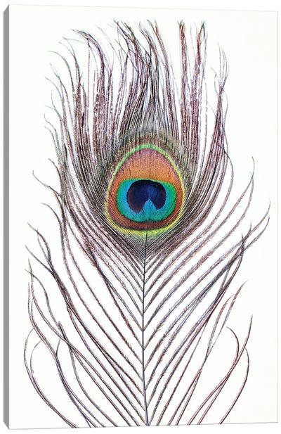 Peacock Feather Canvas Art Print - Peacock Art