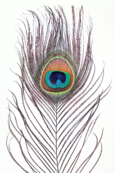 Sisi & Seb: Peacock Feather by Sisi & Seb