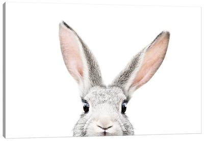 Peekabo Bunny Canvas Art Print - Rabbit Art