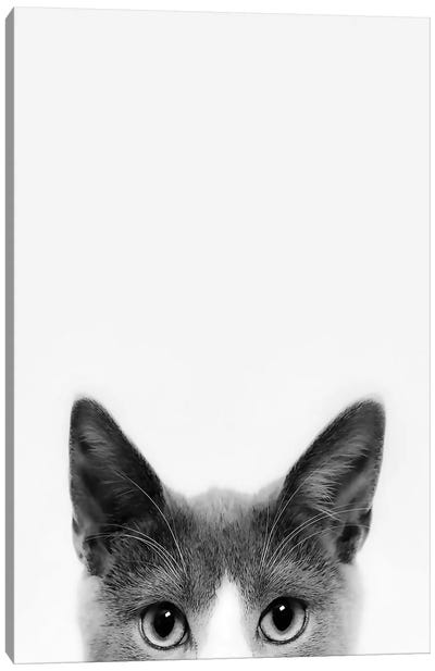 Peekaboo Kitty Canvas Art Print - Animal & Pet Photography