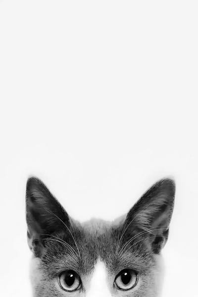 Kittens: Peekaboo Kitty by Sisi & Seb