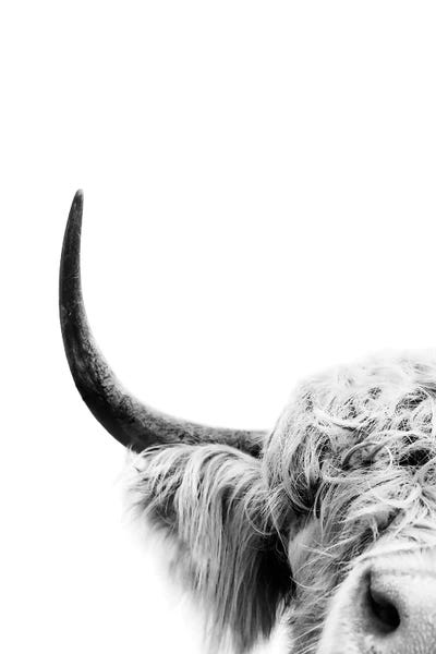 Black & White Animal Art: Peeking Cow II by Sisi & Seb